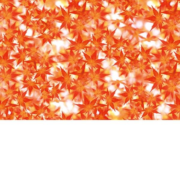 紅葉 ビニール幕 H600×50m巻